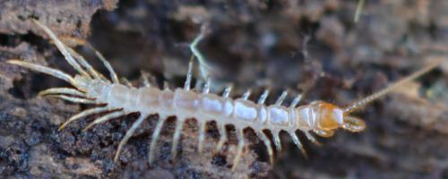 Lithobius sp.